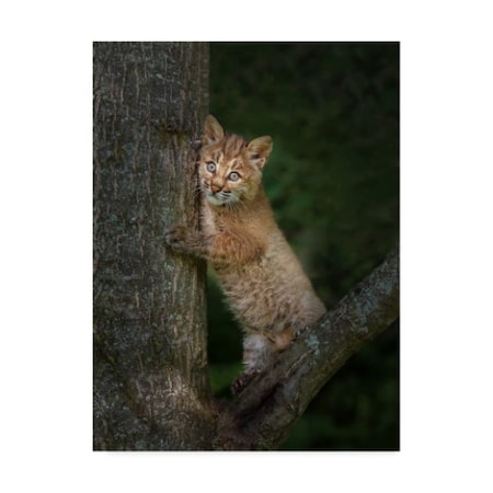 Galloimages Online 'Bobcat Kitten Poses Against Tree Trunk' Canvas Art,35x47
